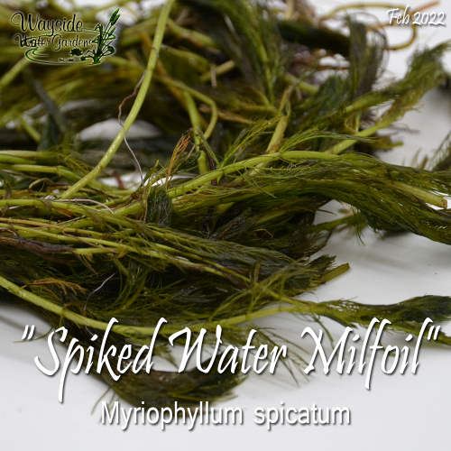 Spiked Water Milfoil (Myriophyllum Spicatum) - Bunch